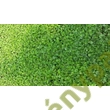 Kép 2/2 - Dichondra zöld talajtakaró 0,5 kg Barenbrug