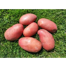 Laura burgonya minigumó 50 db