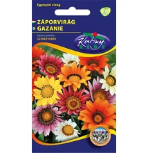 Záporvirág - Gazania splendens Záporvirág - Gazania splendens