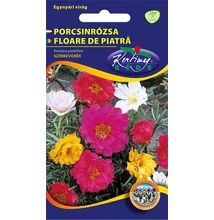 Porcsinrózsa  Porcsinrózsa