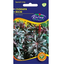 Ricinus - csodafa Ricinus - csodafa