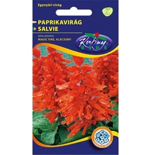 Paprikavirág - Salvia splendens Paprikavirág - Salvia splendens