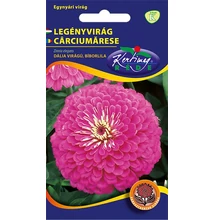 Rézvirág - Zinnia Dahlia virágú Bíborlila Rézvirág - Zinnia Dahlia virágú Bíborlila