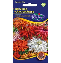 Rézvirág - Zinnia Dahlia virágú Sárga Rézvirág - Zinnia Dahlia virágú Sárga