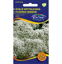 Fátyolvirág évelő fehér Fátyolvirág évelő fehér