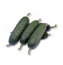 KARAVÁN F1 (KAROLINA) szemölcsös csemegeuborka 500 szem