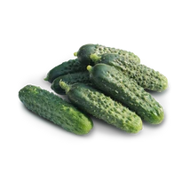 MALIKA F1 szemölcsös csemegeuborka 500 szem