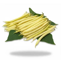 Bodor zöldbab
