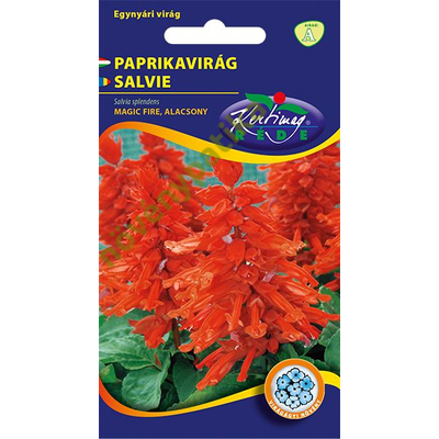 Paprikavirág - Salvia splendens
