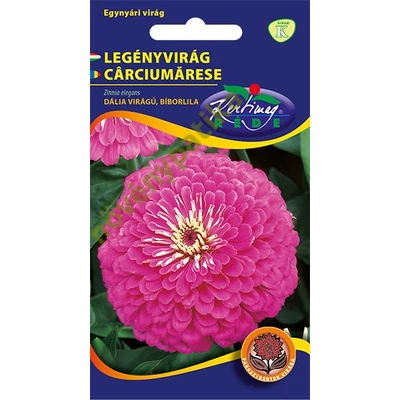 Rézvirág - Zinnia Dahlia virágú Bíborlila