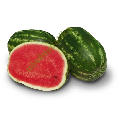 MAUTILUS görögdinnye