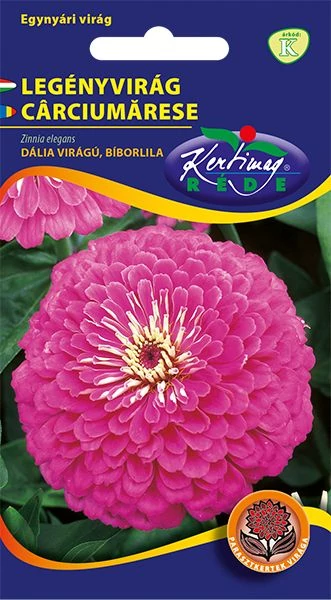 Rézvirág - Zinnia Dahlia virágú Bíborlila