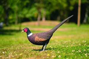 Dekor Fácán 43 cm